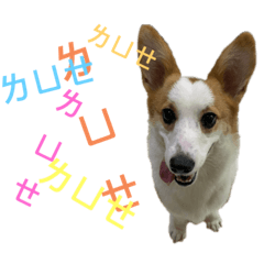 [LINEスタンプ] 寶貝錢1