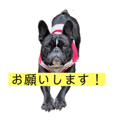 [LINEスタンプ] ワンダヨ