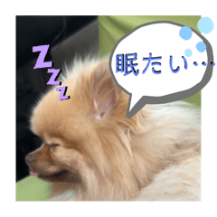 [LINEスタンプ] 茶子と茶太郎スタンプ