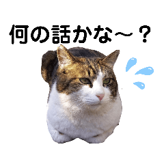 [LINEスタンプ] 私はサクラ猫です。③