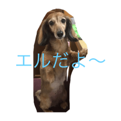 [LINEスタンプ] エルラの日常