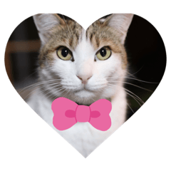 [LINEスタンプ] ぴーたん猫