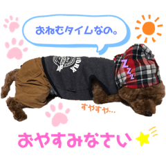 [LINEスタンプ] トイプードルのるいくん