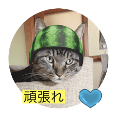 [LINEスタンプ] 飯ねこ