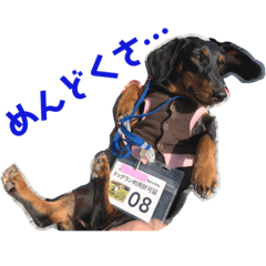 [LINEスタンプ] 愉快なわんにゃん