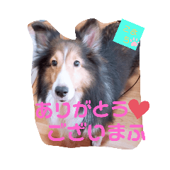 [LINEスタンプ] こまちのスタンプ第二段でふ。