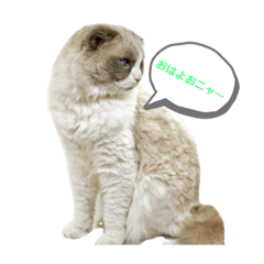 [LINEスタンプ] かいらしいシュシュスタンプ(1)
