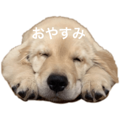 [LINEスタンプ] ゴールデンレトリバー げんき
