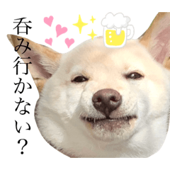 [LINEスタンプ] 柴犬 【ICHIRO】③