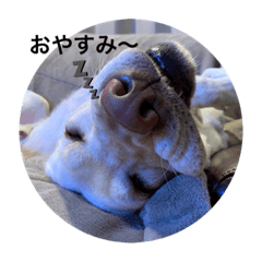 [LINEスタンプ] キナリとナッツ