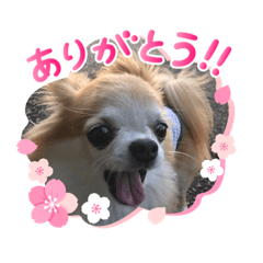 [LINEスタンプ] max and lion