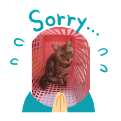 [LINEスタンプ] かわいい猫です
