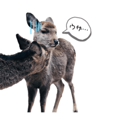 [LINEスタンプ] 鹿(塩対応)