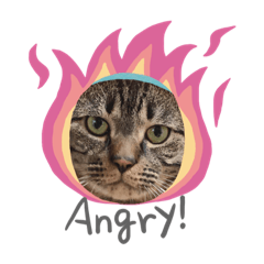 [LINEスタンプ] ねこのトムくん