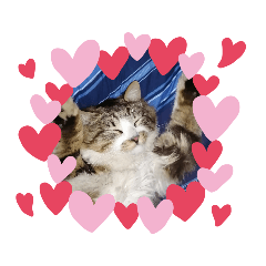 [LINEスタンプ] 顔やばいねこちゃぁん