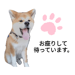 [LINEスタンプ] 秋田犬 尊（たける）