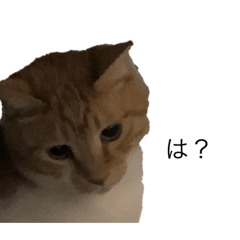 [LINEスタンプ] 家の犬猫