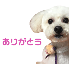 [LINEスタンプ] らんまるらいふ