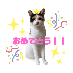 [LINEスタンプ] うちのねこさん  ゆず