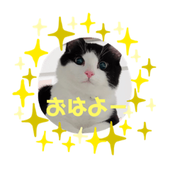 [LINEスタンプ] ハチワレ猫のごまちゃん♡保護猫