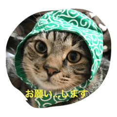 [LINEスタンプ] ココアちゃん 1