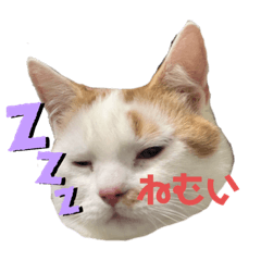 [LINEスタンプ] 短足マンチカンのちくわさん
