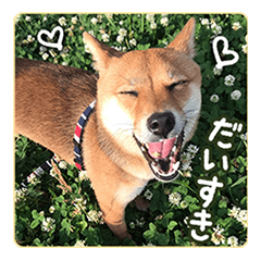 [LINEスタンプ] 豆柴ななちゃんのスタンプ