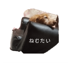 [LINEスタンプ] わんこによる日常会話✨