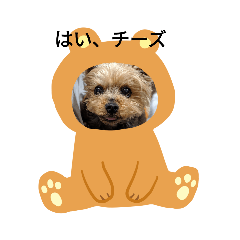 [LINEスタンプ] ヨークシャテリアの可愛いスタンプ2