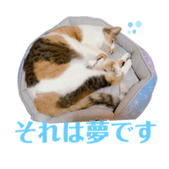 [LINEスタンプ] うちの三毛猫
