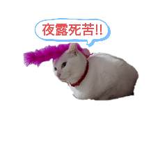 [LINEスタンプ] 猫スタンプ(ホワとクロ)
