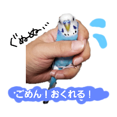 [LINEスタンプ] セキセイインコのごんちゃんとぴーちゃん
