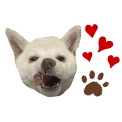 [LINEスタンプ] 白柴てまりちゃんvol.2