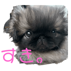 [LINEスタンプ] ペキニーズてん