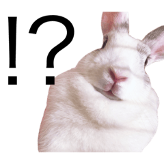 [LINEスタンプ] うさぎのイッヌ