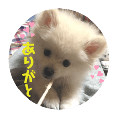 [LINEスタンプ] ♥︎クルトン♥︎