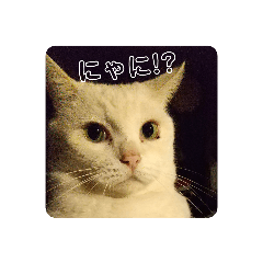 [LINEスタンプ] もふぽよ猫