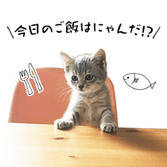[LINEスタンプ] 猫のこなおくん