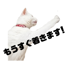 [LINEスタンプ] 愛猫スタンプ（ホワとクロ）