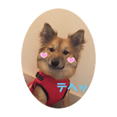 [LINEスタンプ] 保護犬ペコとダックスのラムの画像（メイン）