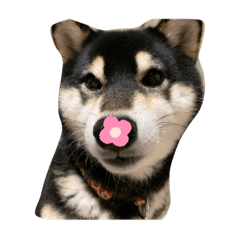 [LINEスタンプ] 犬のゆずぽんず