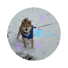 [LINEスタンプ] 柴のゴン太2