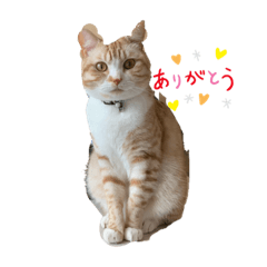 [LINEスタンプ] 猫のスタンプno.1