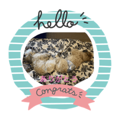 [LINEスタンプ] 世界一可愛い愛犬❤