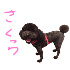 [LINEスタンプ] さくらちゃん！！！