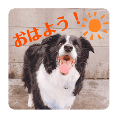 [LINEスタンプ] ボーダーコリーのラビ