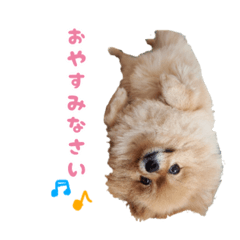 [LINEスタンプ] ポメラニアンちゃみちゃん