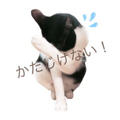 [LINEスタンプ] ねこの日常 (茶トラとはちわれ 2 )