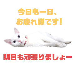 [LINEスタンプ] 猫スタンプ（ホワとクロ）