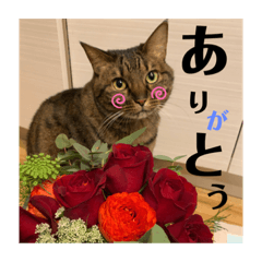 [LINEスタンプ] めいちゃんスタンプ続編